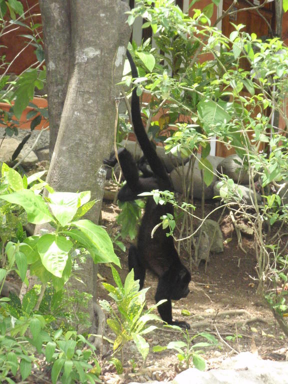 Pachamama Tropical Garden Lodge Malpais Bagian luar foto